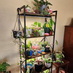 ENTIRE Plant Collection With Shelf & Barrina Grow Lights! 