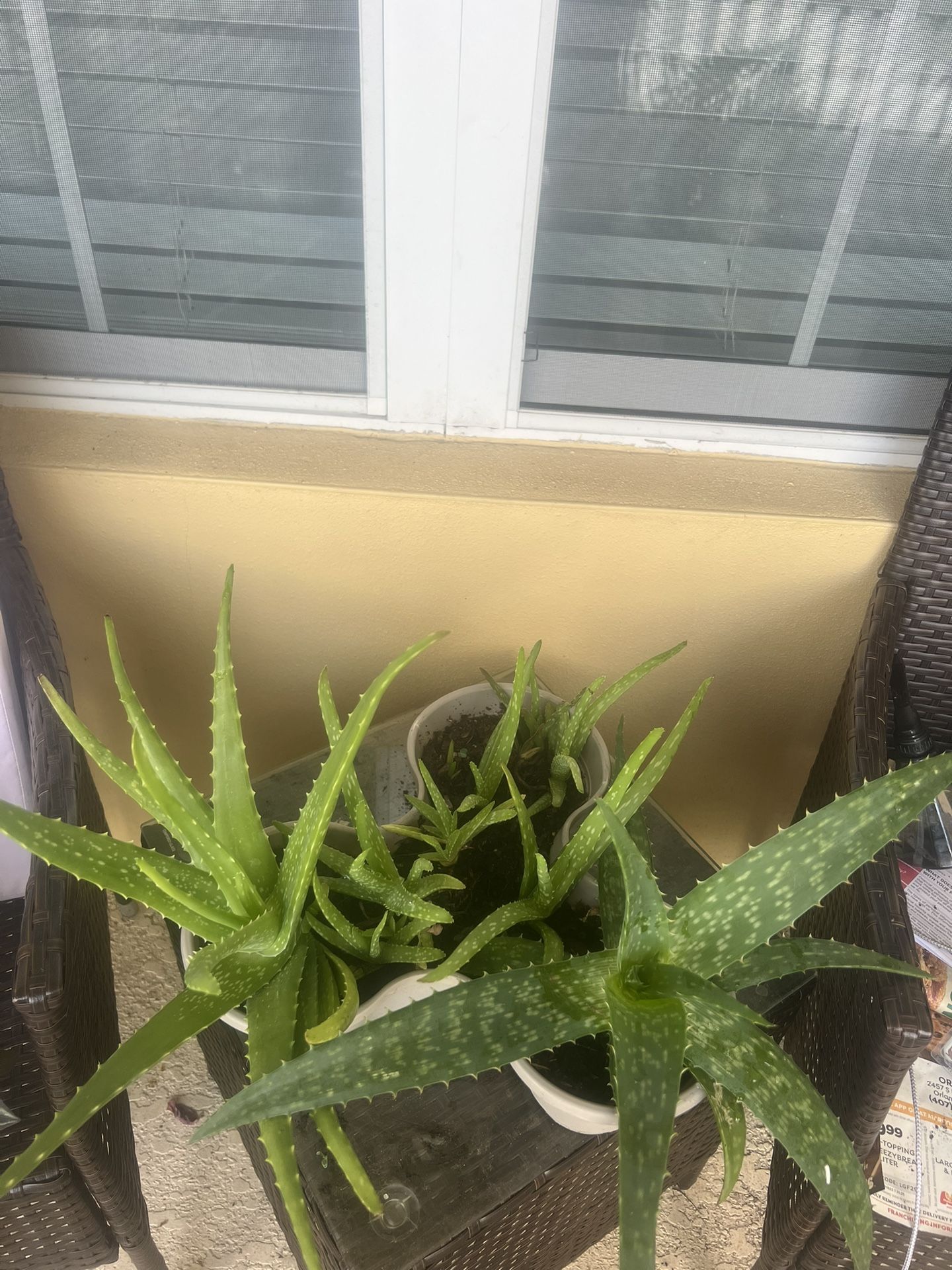 Set Of Alloe Vera Plants