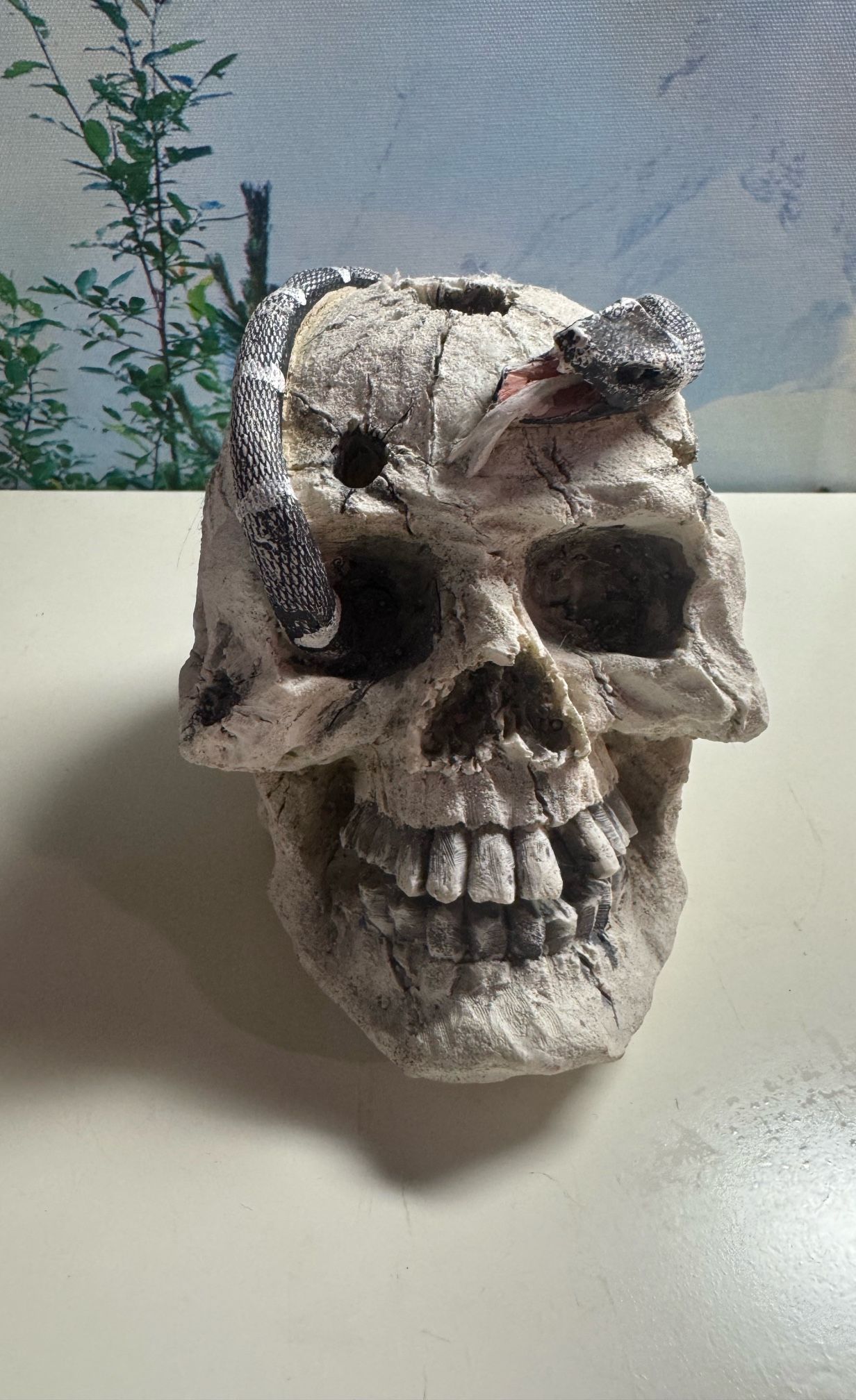 Fish Tank Skull