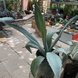 Planta De Agave
