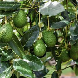 Liv  Avocado Perfect For The Patio Organic