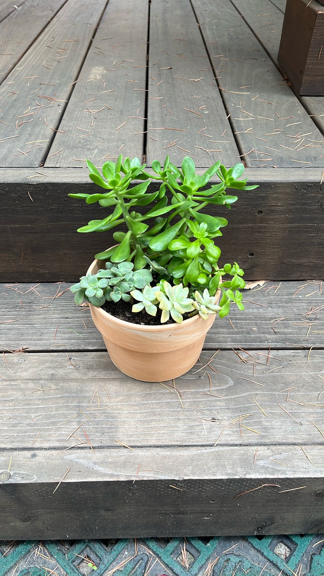 Succulent Arrangement