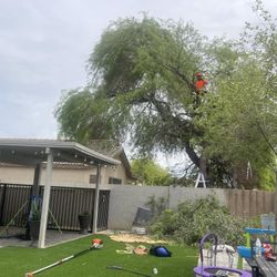 Mesquite Trees 