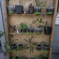 Healthy starter plants for sale! 🌿 $3 - $11 Each