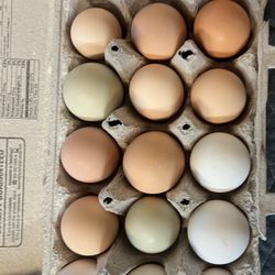 Fresh Eggs 