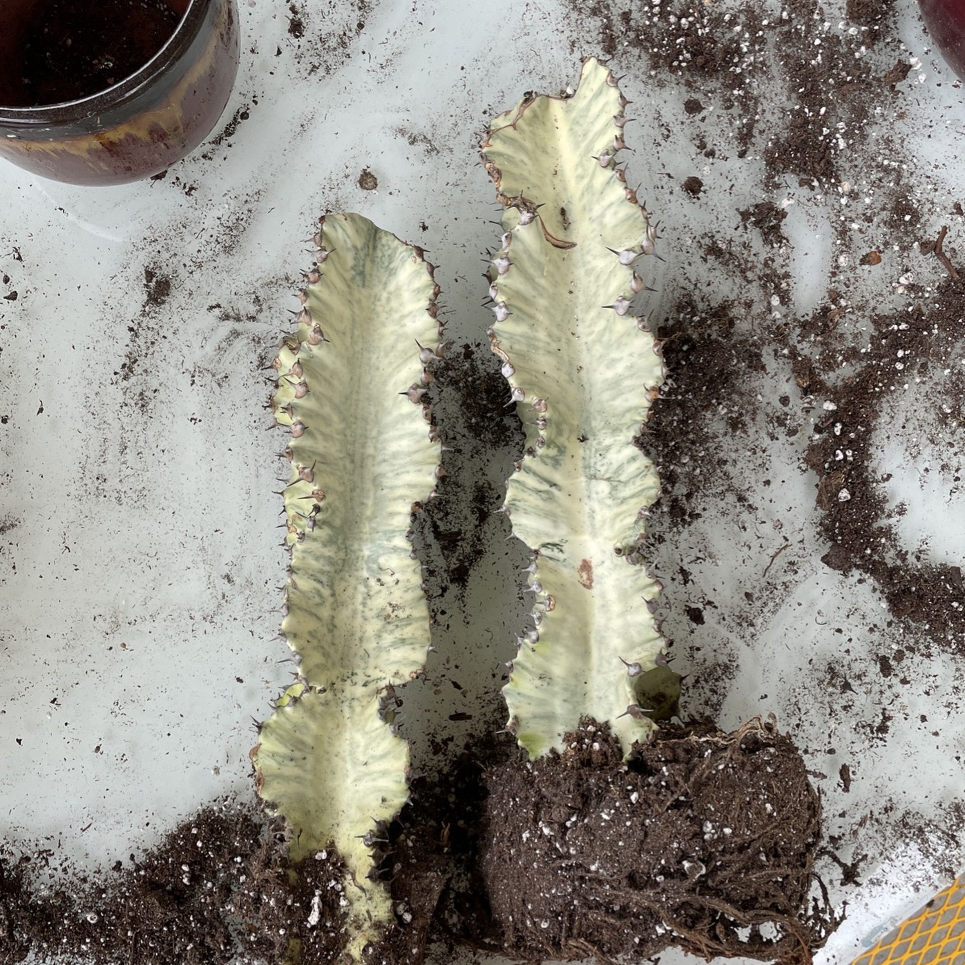 Two Rare African Golden Candelabra Plants