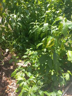 Planta de anamu