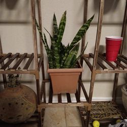 Real Snake Plant