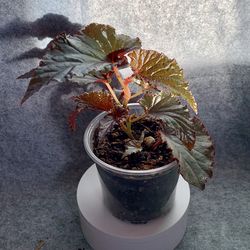 Begonia ‘Black Magic’