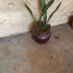 Snake Plant $15.00