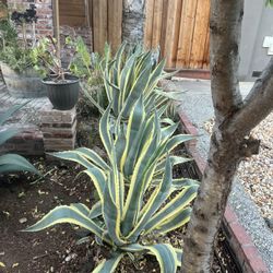 Agave