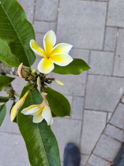 Plumeria Plant Large Pot 7 Tips
