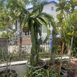 Dragonfruit Plant For Sale