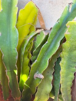 Dragon fruit branch red