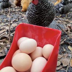 Free Range Chicken Eggs