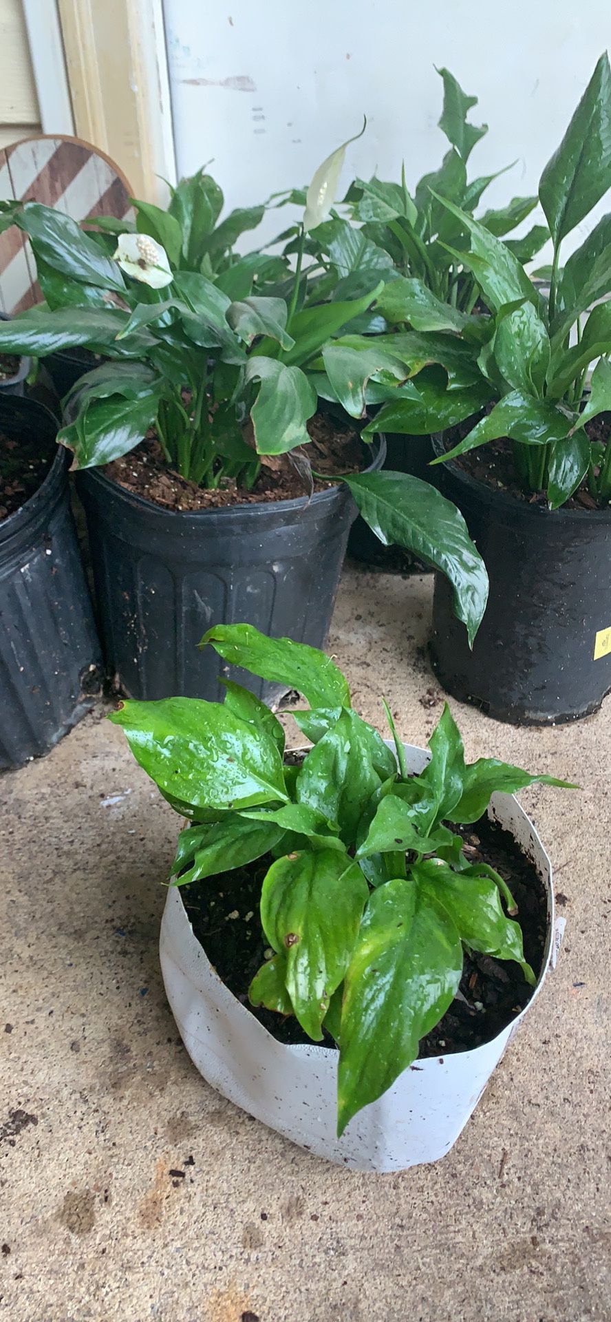 Peace Lily
