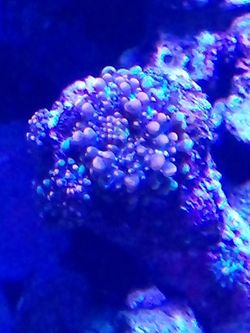Orange Yumas(Reef Aquarium)