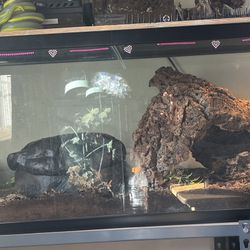 60 Gallon Terrarium 
