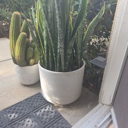 Beautiful Mature Snake Plant