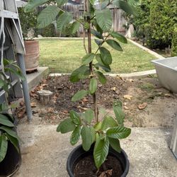 Guava plants 
