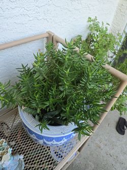 Antique Plant Pot with 2 succulents