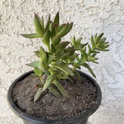1 Gallon Pot Succulent Plant - Crassula Rubricaulis -  Butterfly Bush - Rooted & Established Plant - Drought Resistant - 🪴 