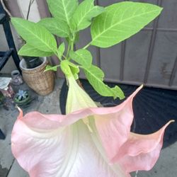 florifundio o trompeta de angel