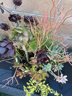 Beautiful Healthy Succulents And Agave Plants Drought Free Desert 🌱