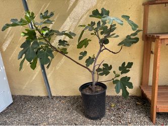 Black Fig 5 gallon