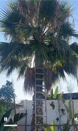 Palm Tree Treming