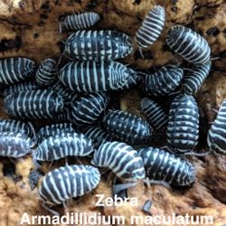 Isopods and Springtails