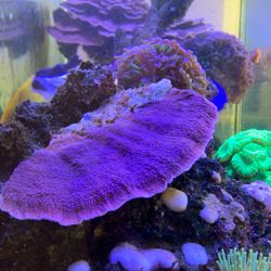 Red Cap Montipora Coral