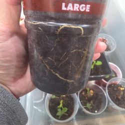 Fig Cutting - Rooted Calderona