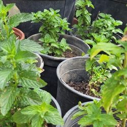Mint Plant 
