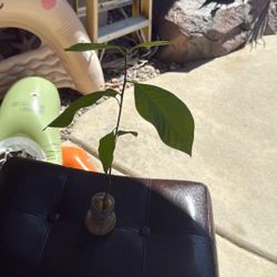 Avocado Sapling
