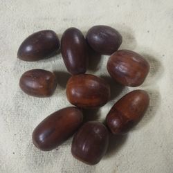 Fresh Acorns