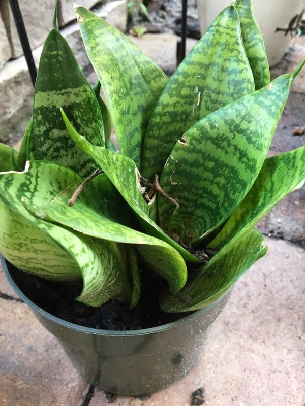 Real snake plants each 6.00 great for a gifth just need a nicer pot pick up only 32825