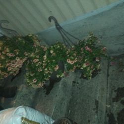 Hanging Baskets 