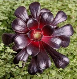 Aeonium Black Rose Indoor or Outdoor