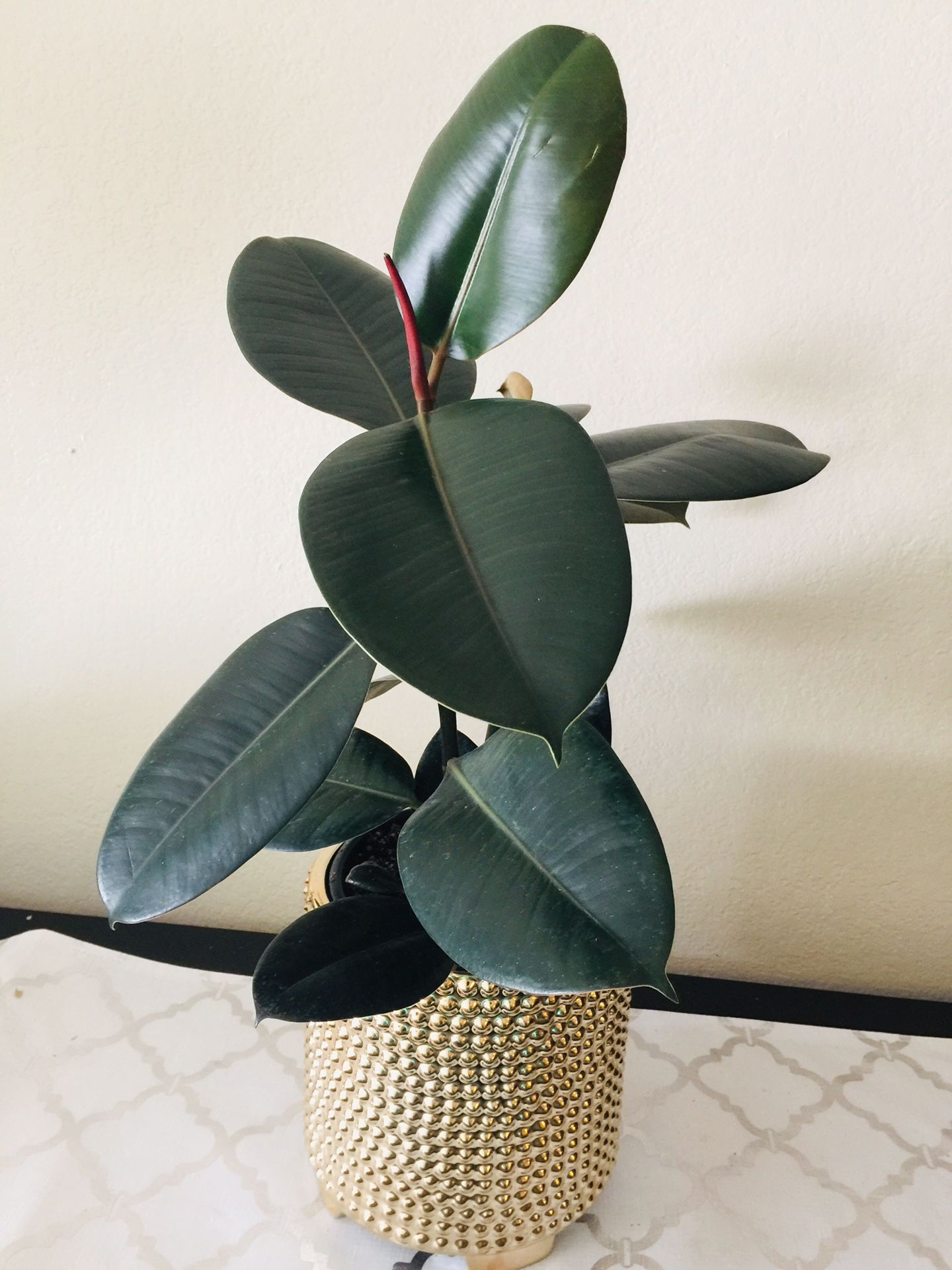 Rubber Plant (Real Plant)