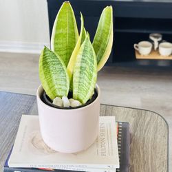 Sansevieria Plant 