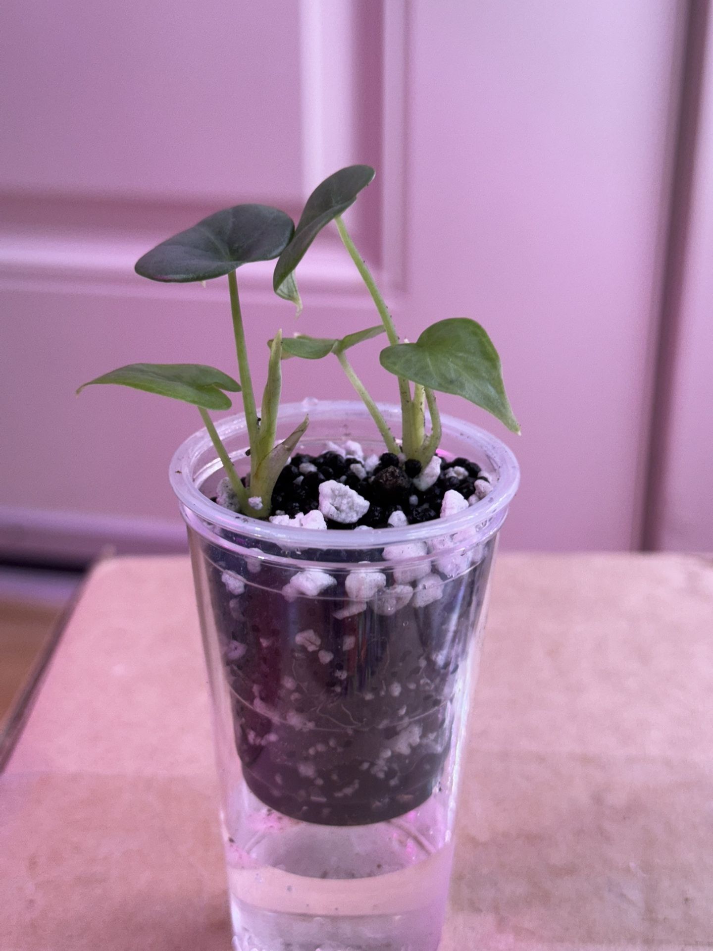 🌿 Two Plants in One – Dragon Scale pups for Just $15! 🌿