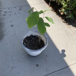 Guanábana Plant