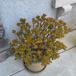 Cactus For Outside 