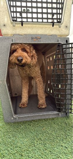 Ruffland Kennel