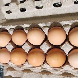 Fresh Eggs