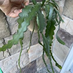 Ric Rac Cactus | zig zag cactus | Fish Bone cactus In Ceramic Pot