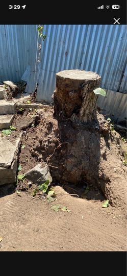 Walnut Burrow
