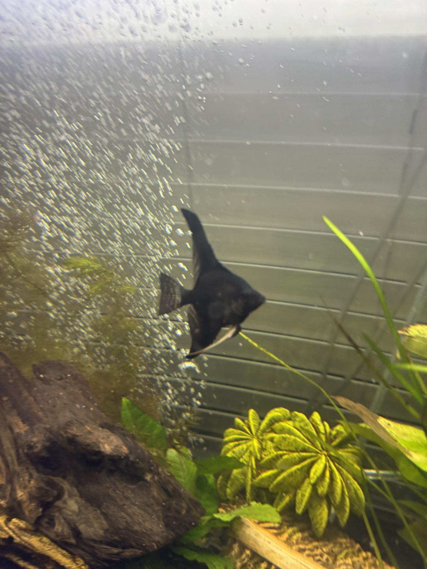 Angel Fish