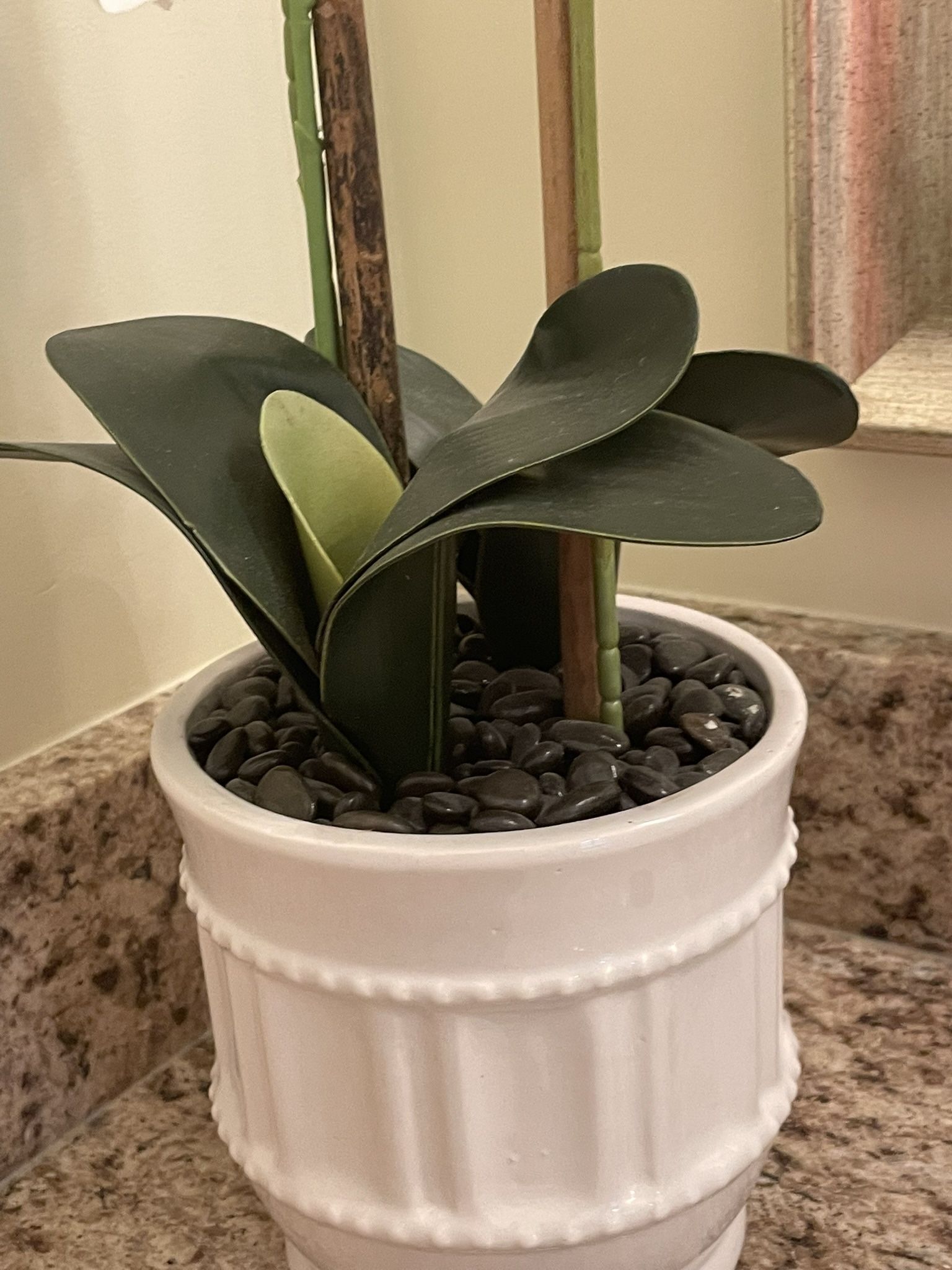 Beautiful Orchid in Ceramic Pot